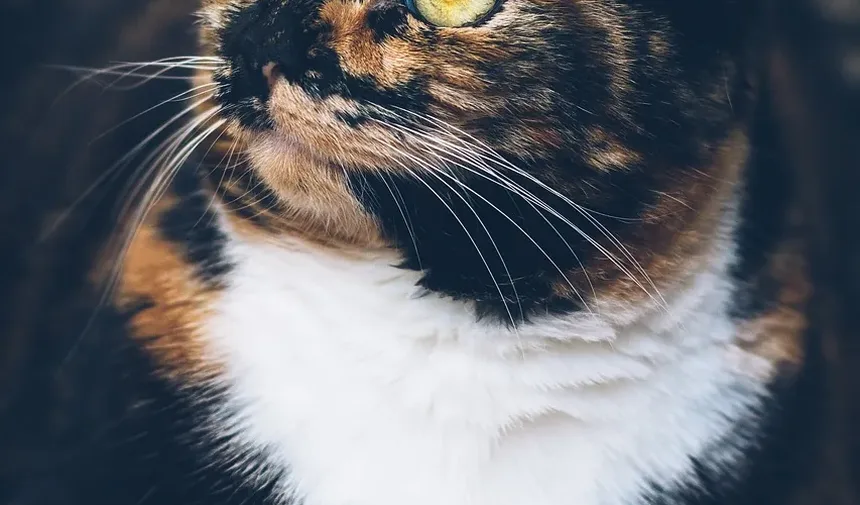 Melhores Raças de Gatos para Personalidade: Um Guia Completo