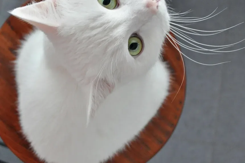 Melhores Raças de Gatos para Personalidade: Um Guia Completo