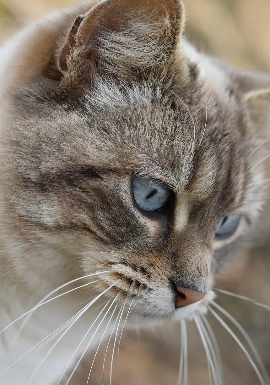 Melhores Raças de Gatos para Homens Solteiros: Um Guia Completo