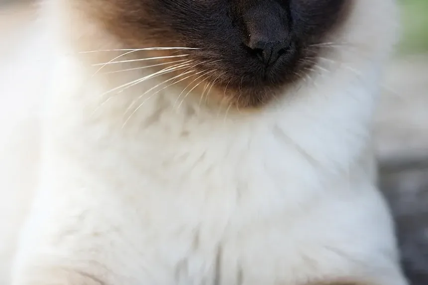 Melhores Raças de Gatos para Homens Solteiros: Um Guia Completo