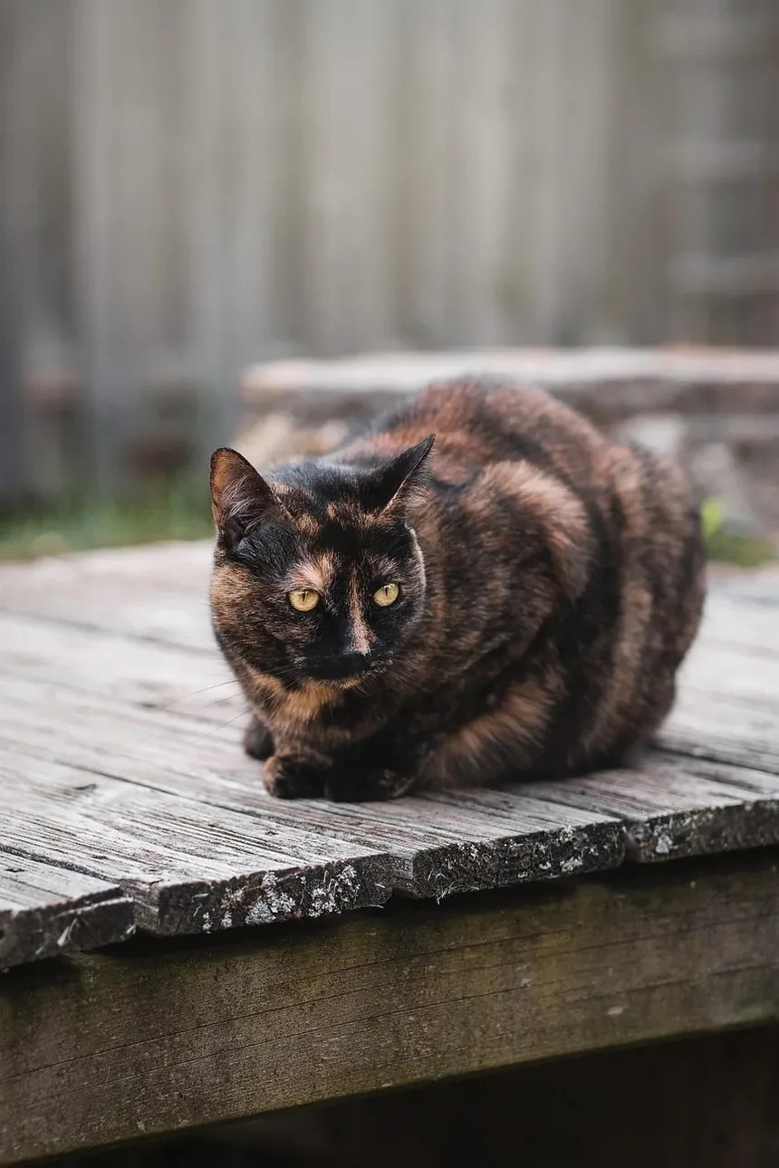 Melhores Raças de Gatos para Terapia: Um Guia Completo