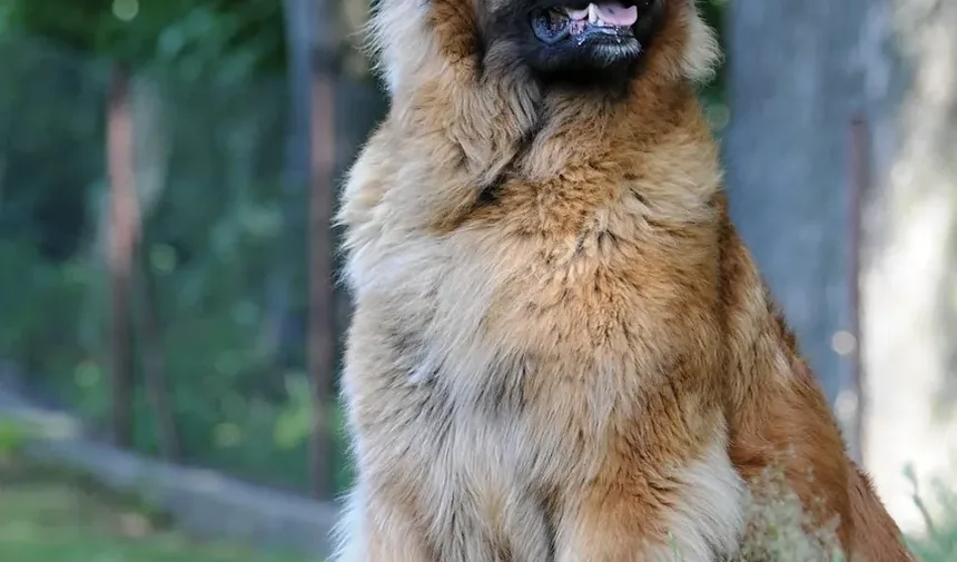 Melhores Raças de Cães para um Ambiente Silencioso: Um Guia Completo