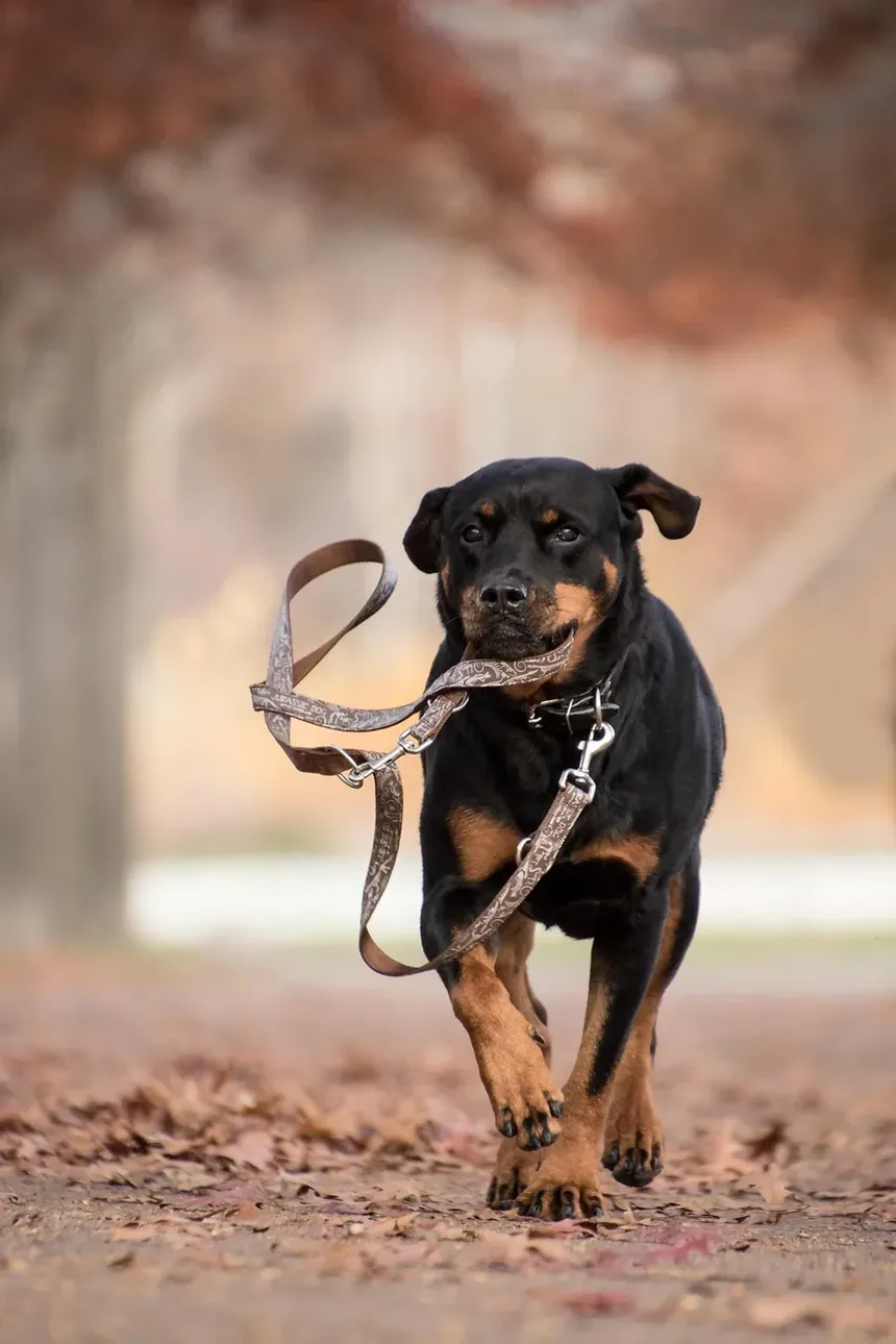 Melhores Raças de Cães para Pessoas Aposentadas