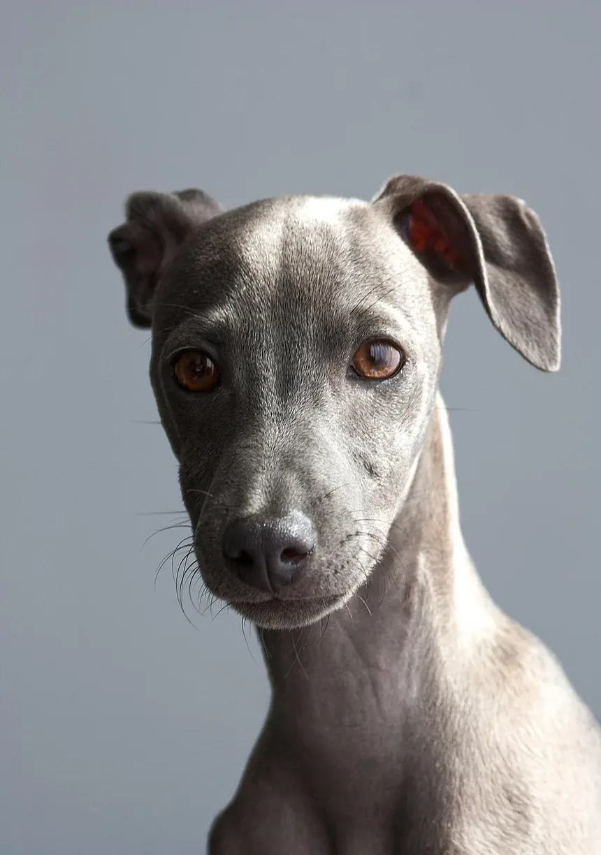 Melhores Raças de Cães para Pessoas Aposentadas
