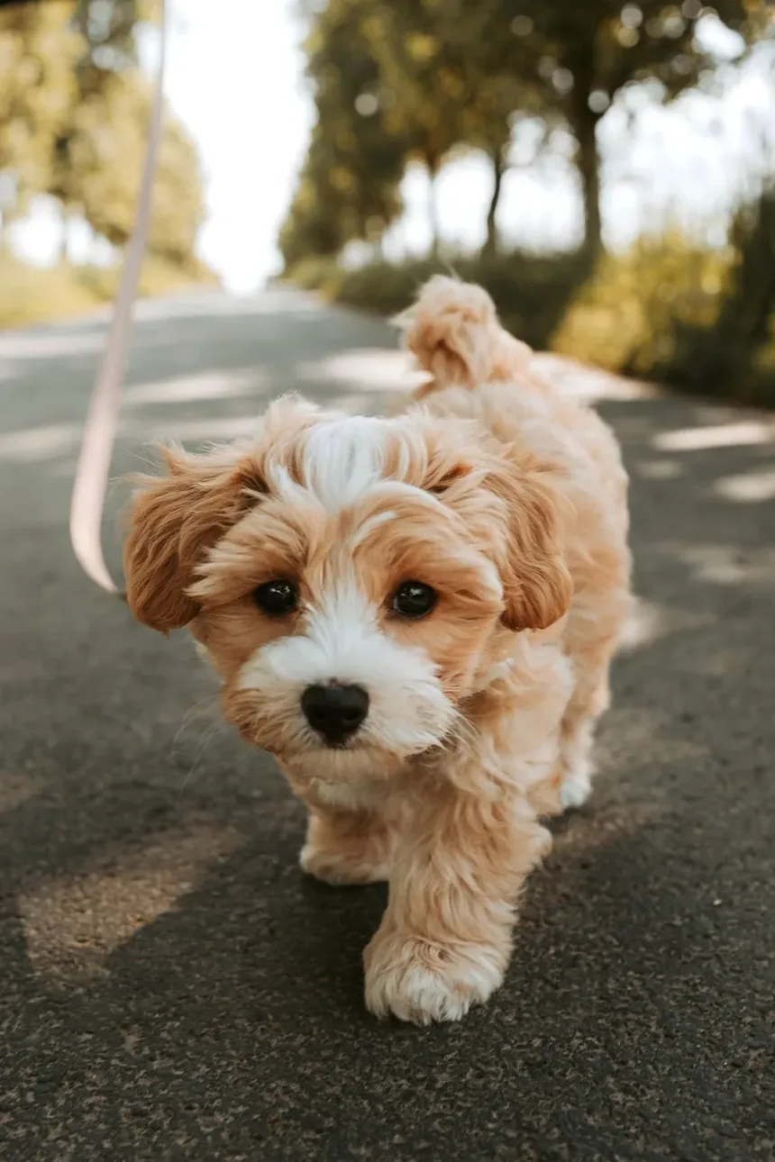 Melhor Ração para Cães com Alergias e Estômago Sensível