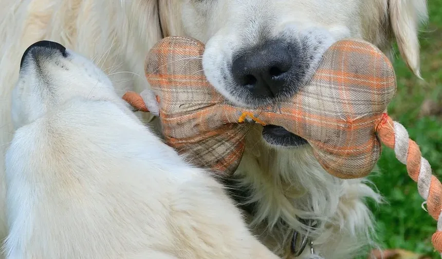 Melhor Ração para Cães com Alergias e Estômago Sensível