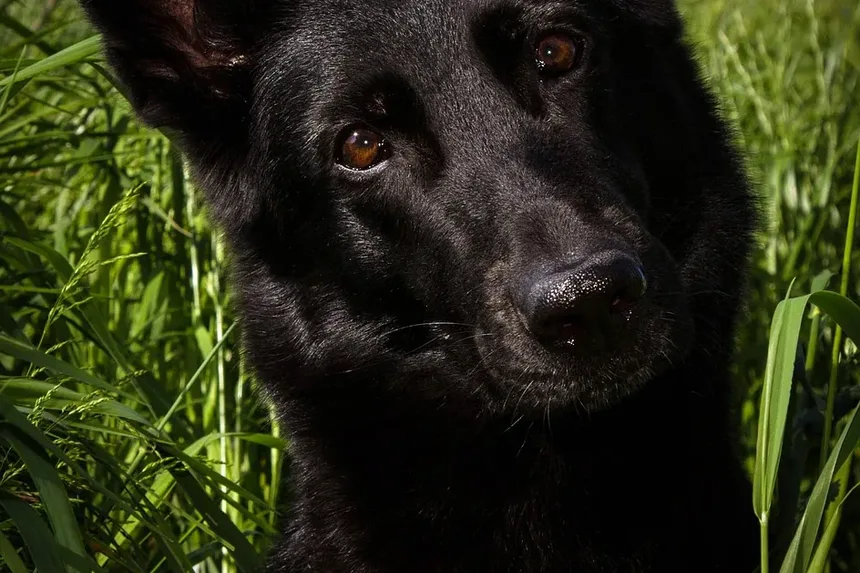 Melhor Ração para Cães com Alergias e Estômago Sensível