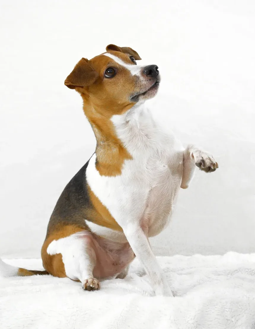 Melhor Comida Caseira para Cães com Infecções de Ouvido