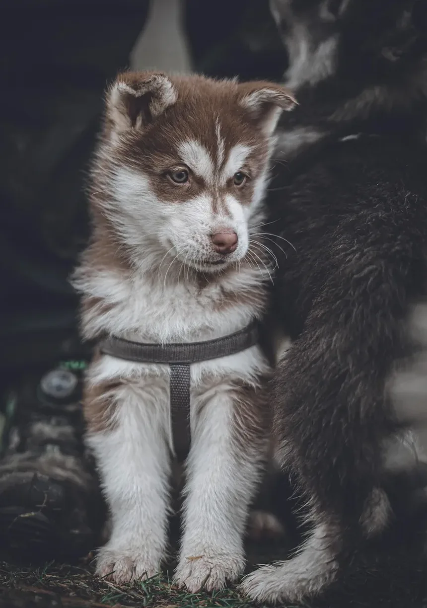 Melhor Comida Caseira para Cães com Infecções de Ouvido