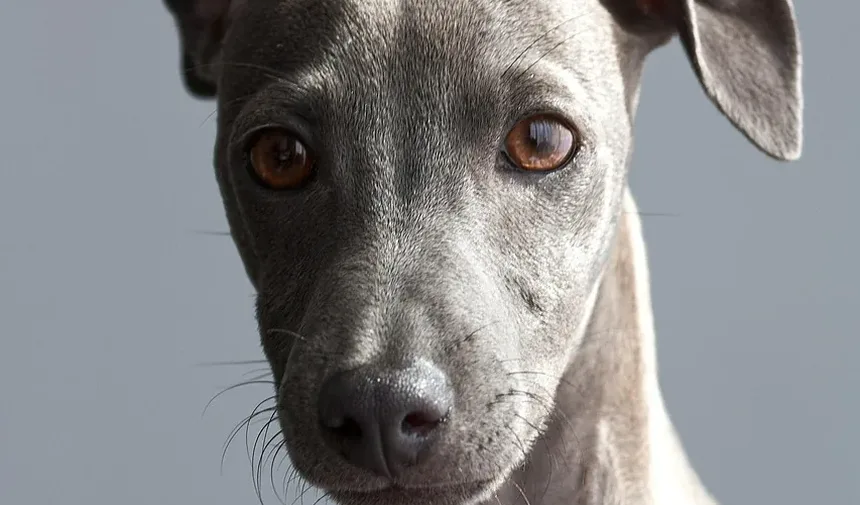 Melhor Comida Caseira para Cães com Infecções de Ouvido