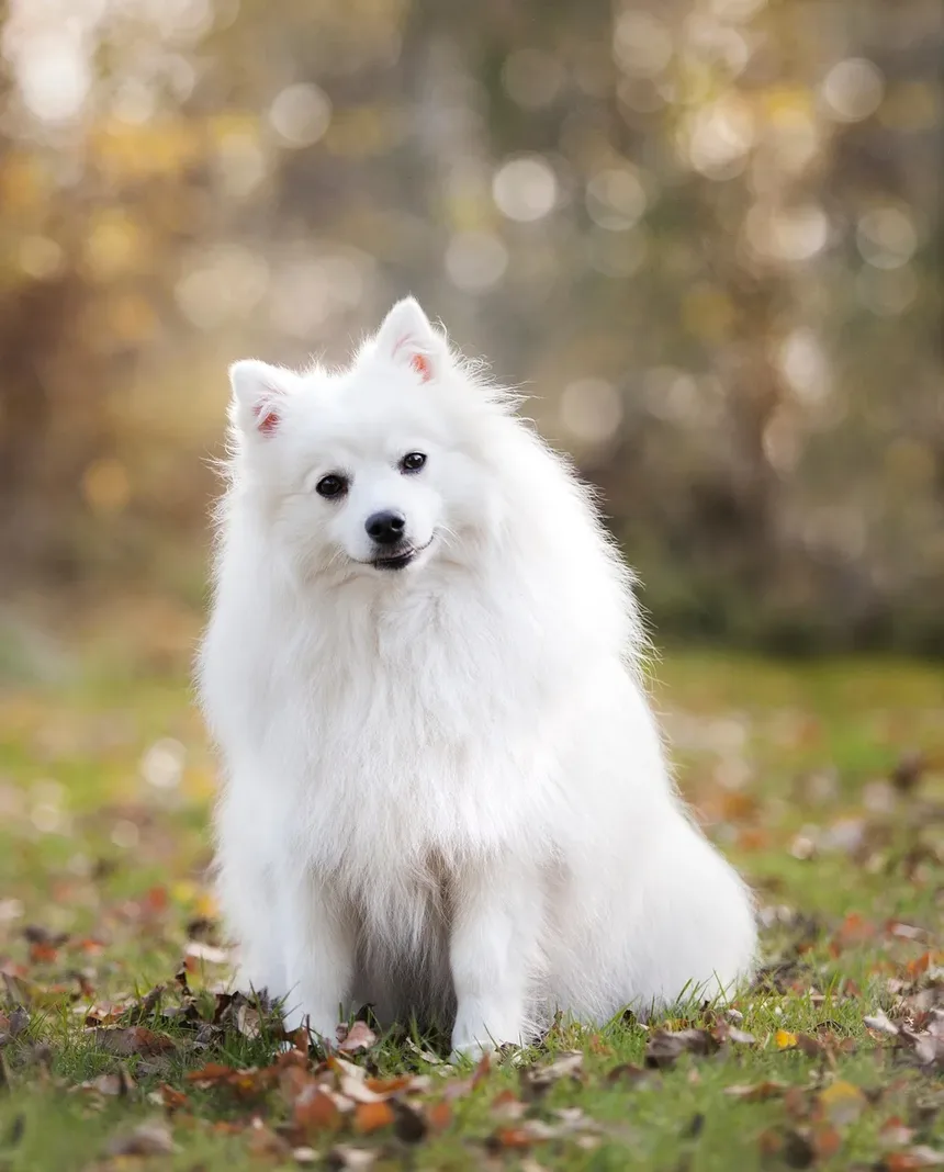 Melhores Suplementos para Cães Abaixo do Peso: Um Guia Completo