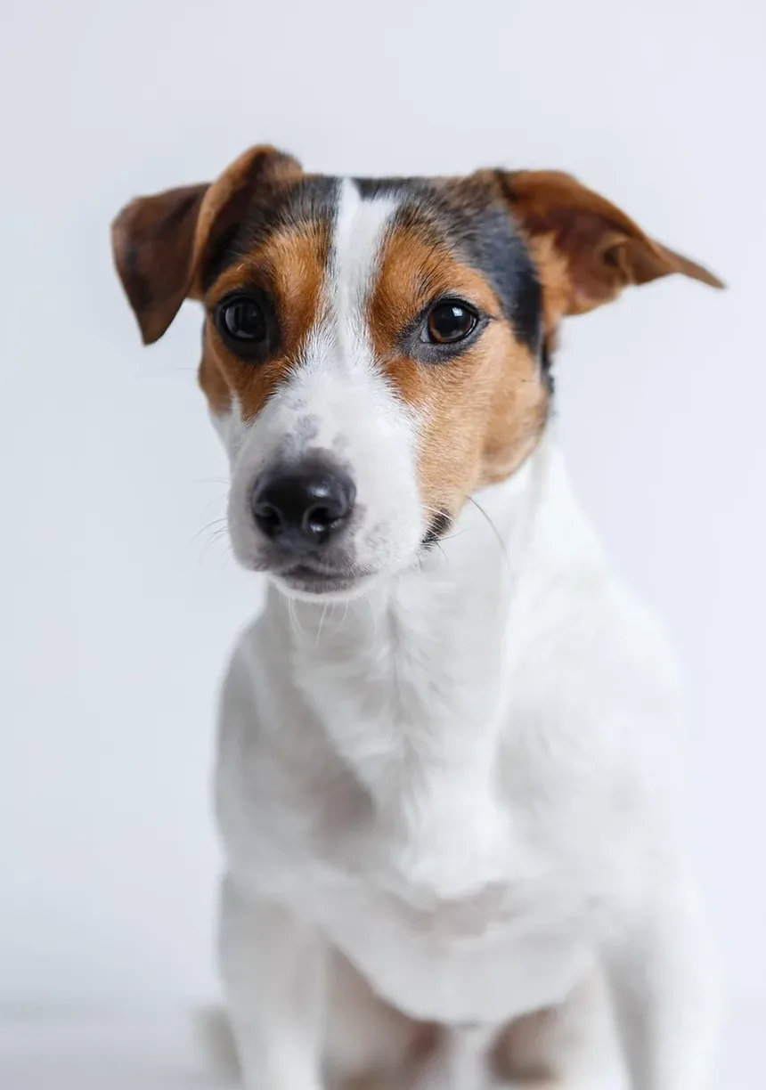 Melhores Suplementos para Cães Abaixo do Peso: Um Guia Completo
