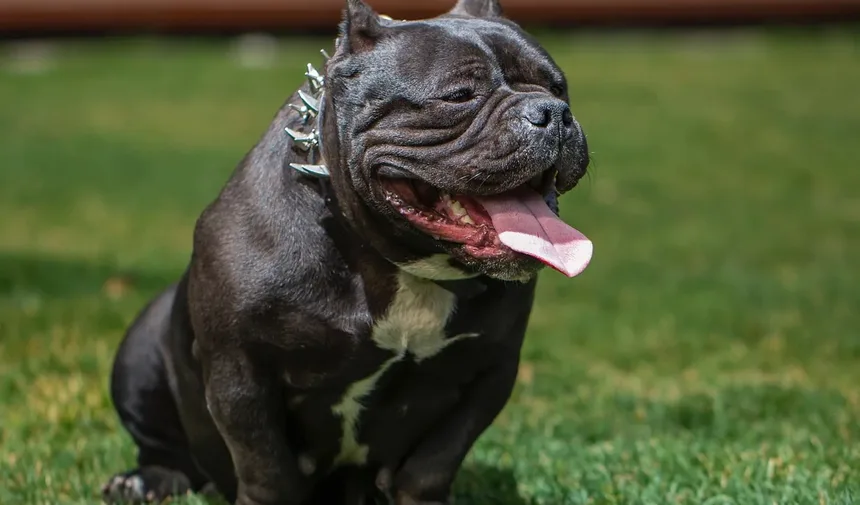 Melhores Suplementos para Cães Abaixo do Peso: Um Guia Completo