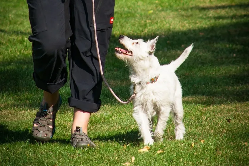 Melhores Suplementos para Cães Abaixo do Peso: Um Guia Completo