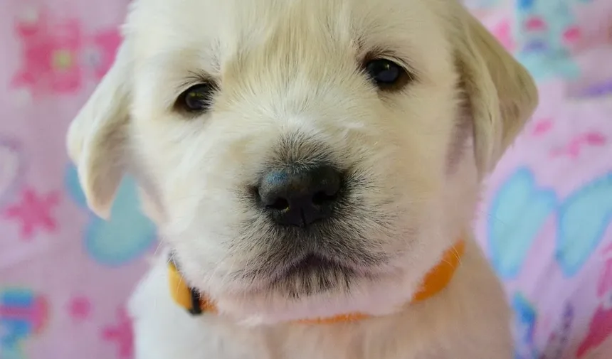 Posso Dar Petiscos Dentais ao Meu Cão Todos os Dias?