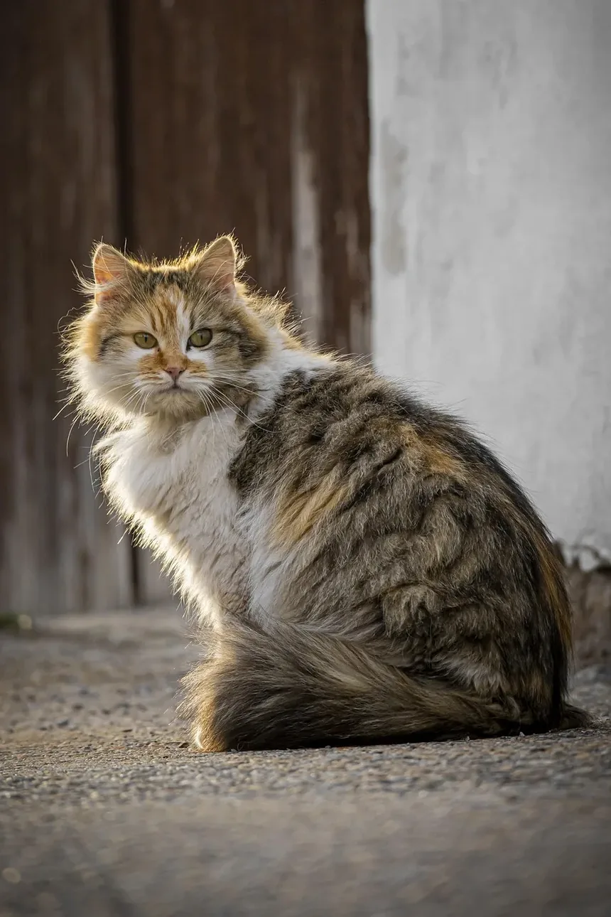 Entendendo os Efeitos Colaterais da Vacinação Anual em Gatos