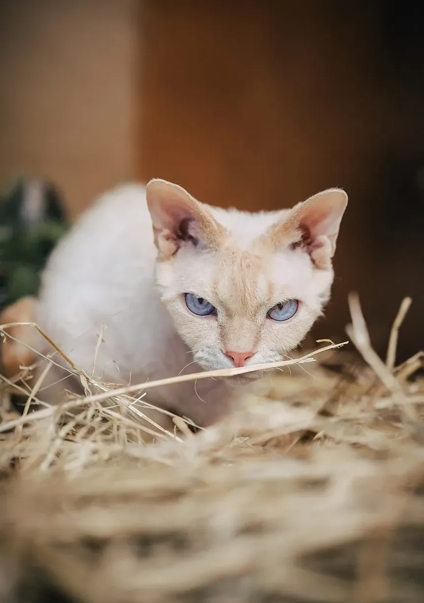 Entendendo os Efeitos Colaterais da Vacinação Anual em Gatos