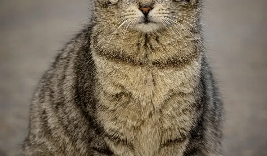Entendendo os Efeitos Colaterais da Vacinação Anual em Gatos