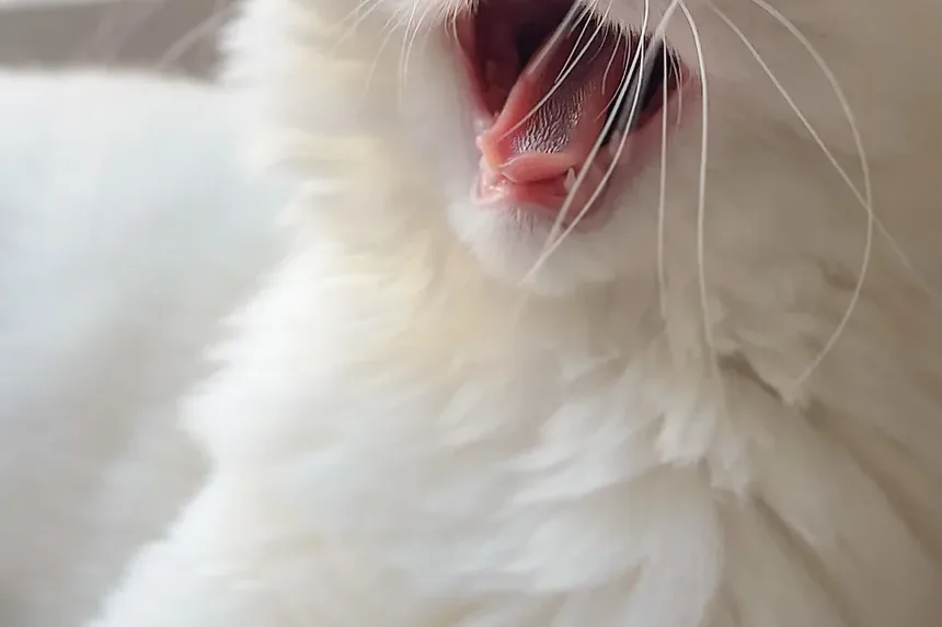 Entendendo os Efeitos Colaterais da Vacinação Anual em Gatos