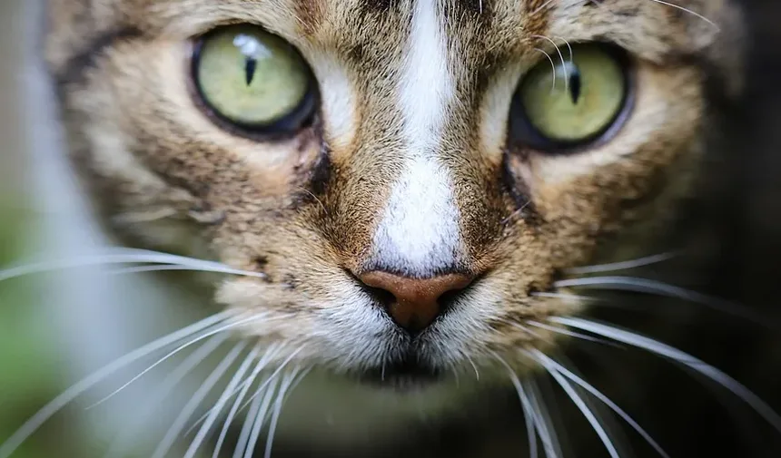 Condições de Pele em Gatos que Causam Queda de Pelo: Um Guia Completo