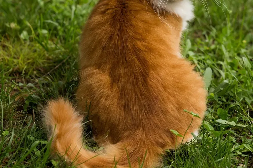 Condições de Pele em Gatos que Causam Queda de Pelo: Um Guia Completo
