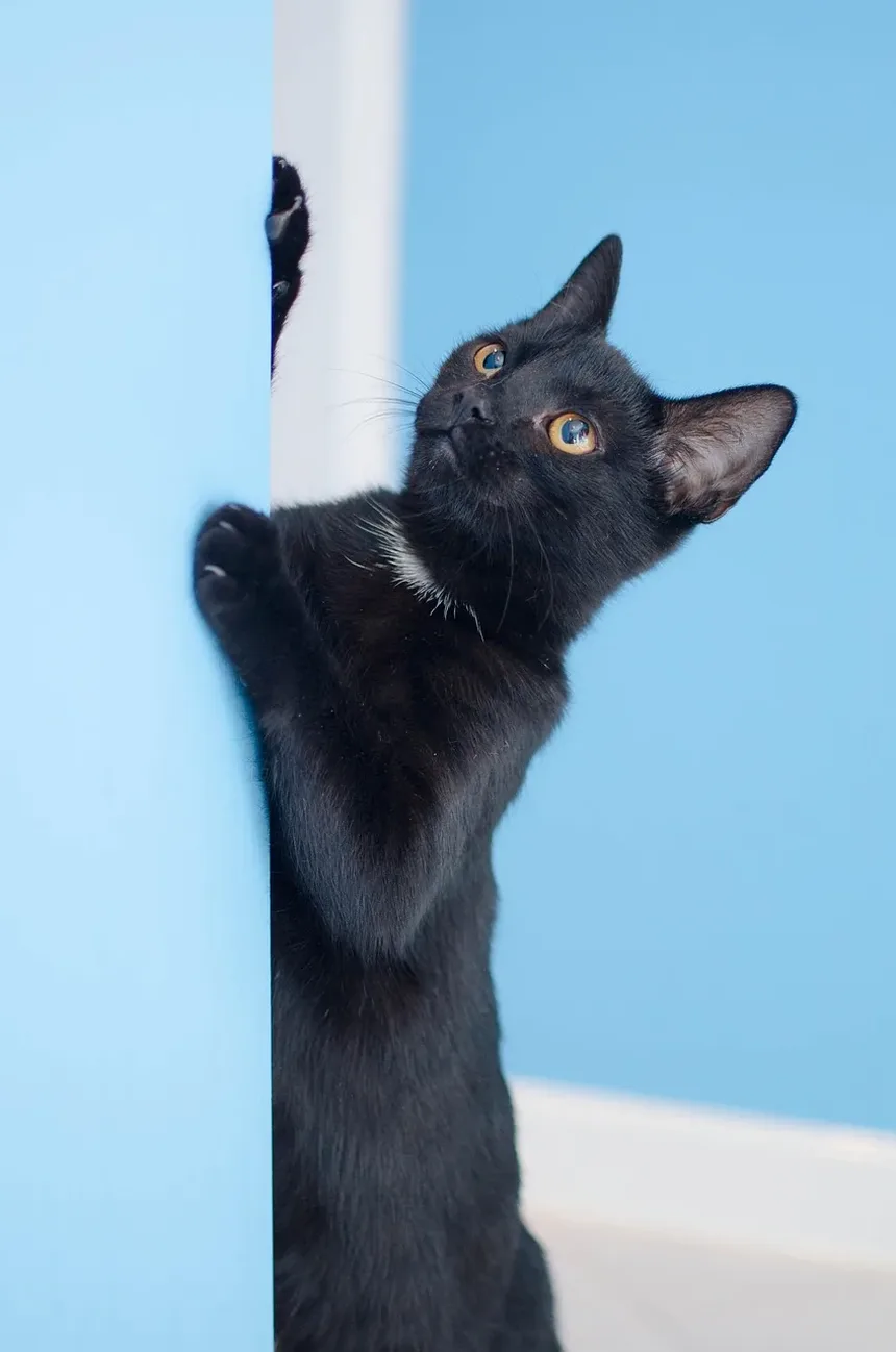 Requisitos de Vacinação para Gatos: Um Guia Completo