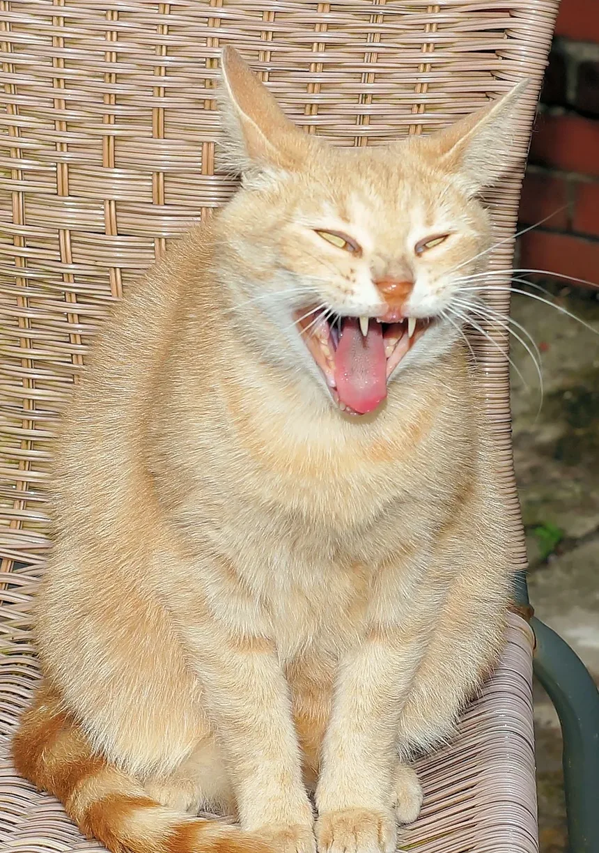 Requisitos de Vacinação para Gatos: Um Guia Completo