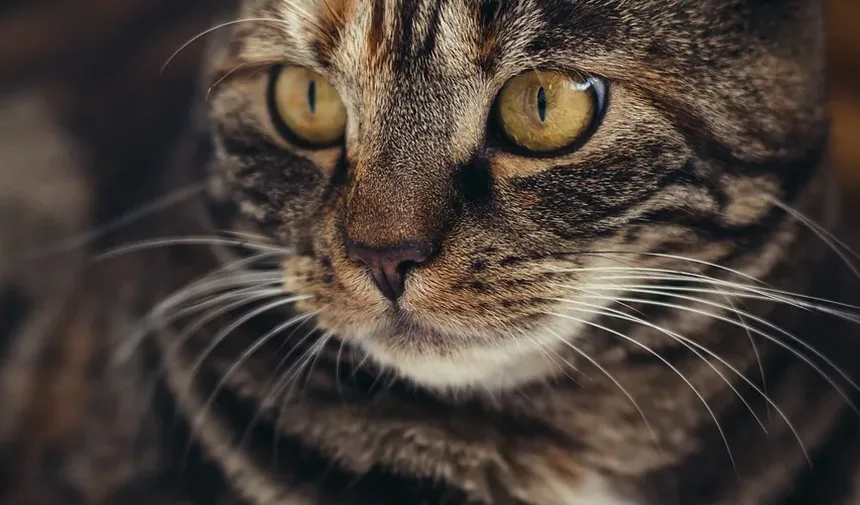 Requisitos de Vacinação para Gatos: Um Guia Completo