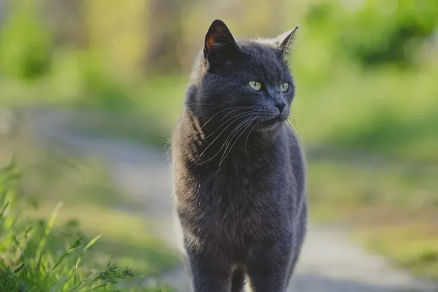 Requisitos de Vacinação para Gatos: Um Guia Completo