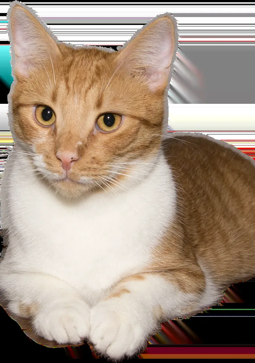 Compreendendo as Razões Médicas para o Ganho de Peso em Gatos