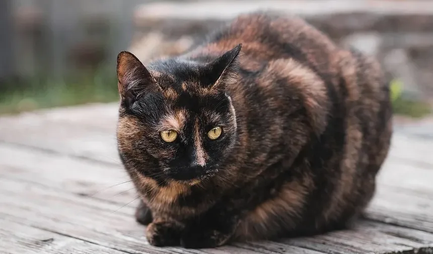 Compreendendo as Razões Médicas para o Ganho de Peso em Gatos
