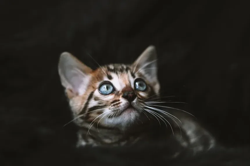 Compreendendo as Razões Médicas para o Ganho de Peso em Gatos