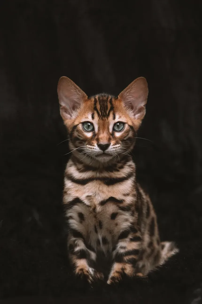Sinais Iniciais da Doença da Arranhadura do Gato: O Que Observar