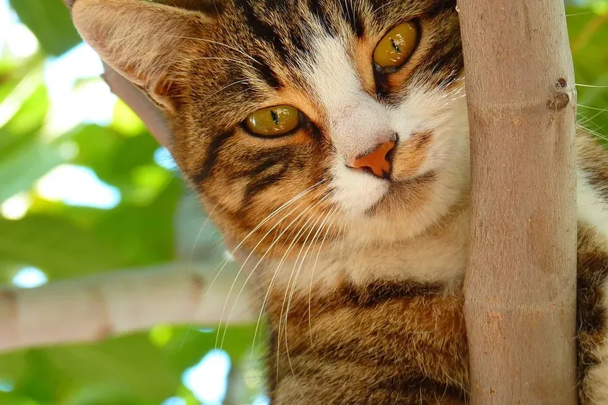 Sinais Iniciais da Doença da Arranhadura do Gato: O Que Observar