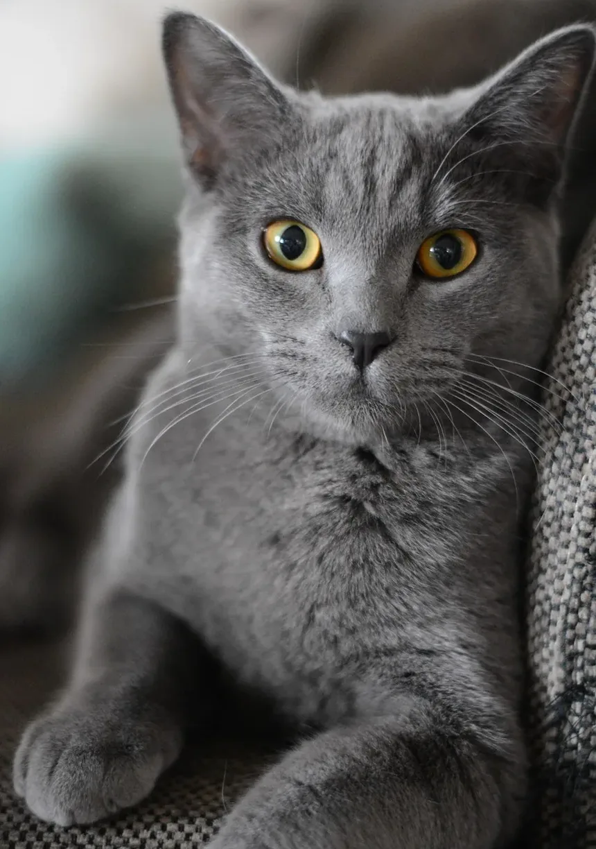Cuidados com Gatos de Pelo Longo em Casa: Um Guia Completo