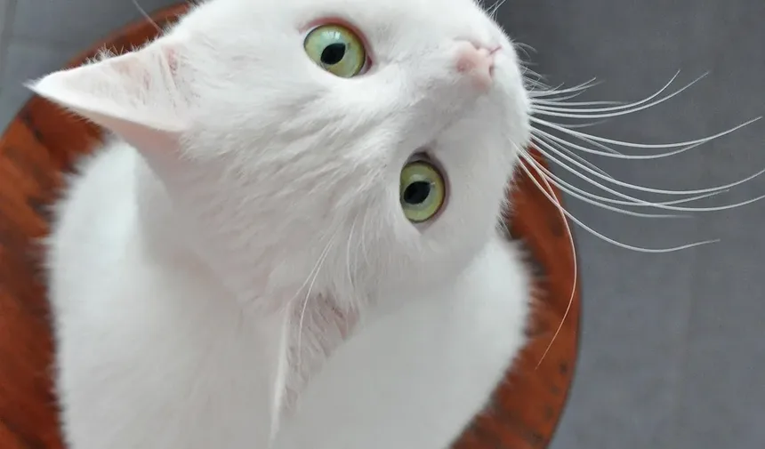 Cuidados com Gatos de Pelo Longo em Casa: Um Guia Completo