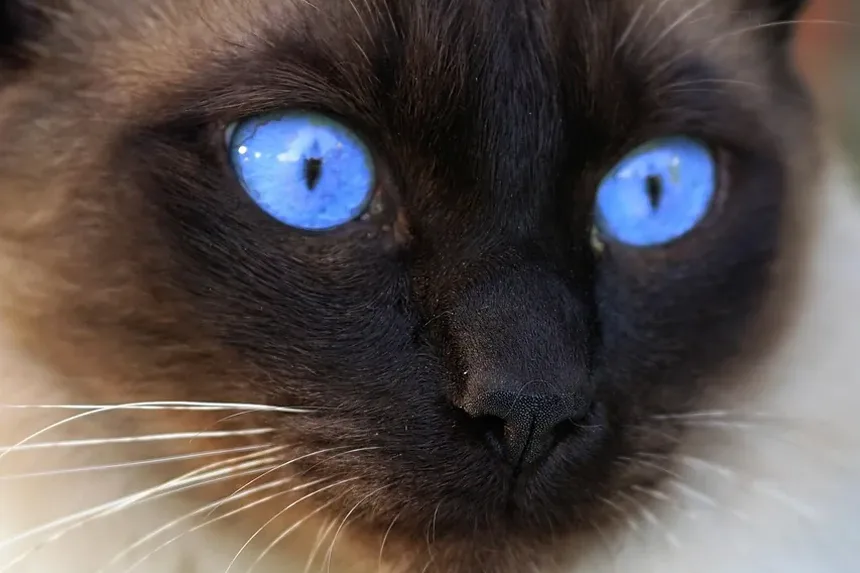 Cuidados com Gatos de Pelo Longo em Casa: Um Guia Completo