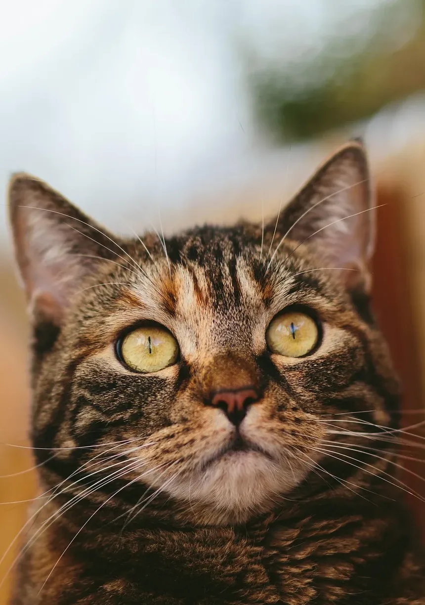 Quanto Tempo Leva para Gatos se Recuperarem de Infecção Respiratória Superior?