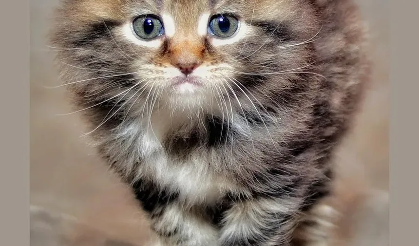 Quanto Tempo Leva para Gatos se Recuperarem de Infecção Respiratória Superior?