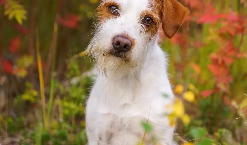 Quanto Tempo Leva para um Cão Apresentar Sinais de Envenenamento?