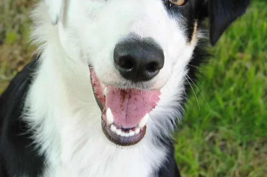 Quanto Tempo Leva para um Cão Apresentar Sinais de Envenenamento?