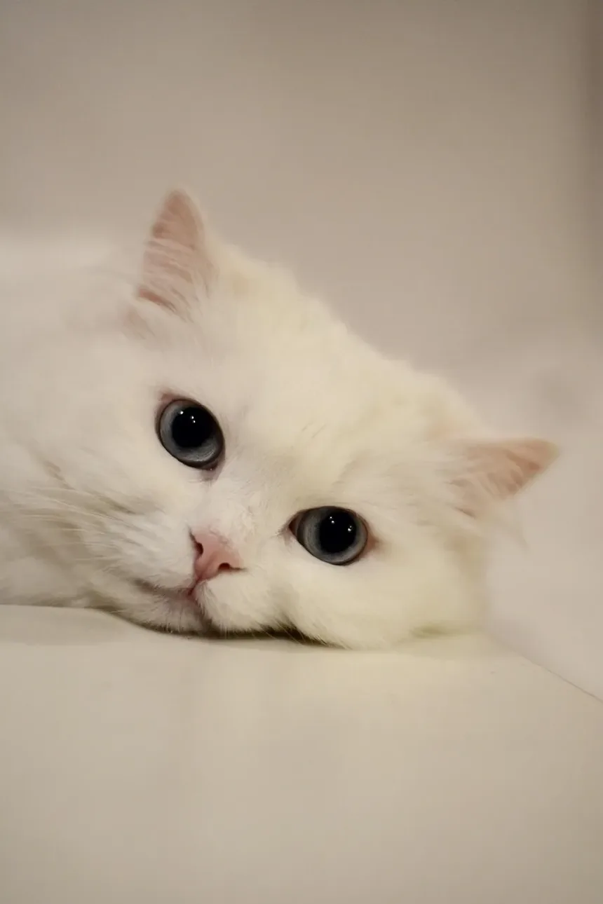 Com que frequência devo dar banho no meu gato no verão?
