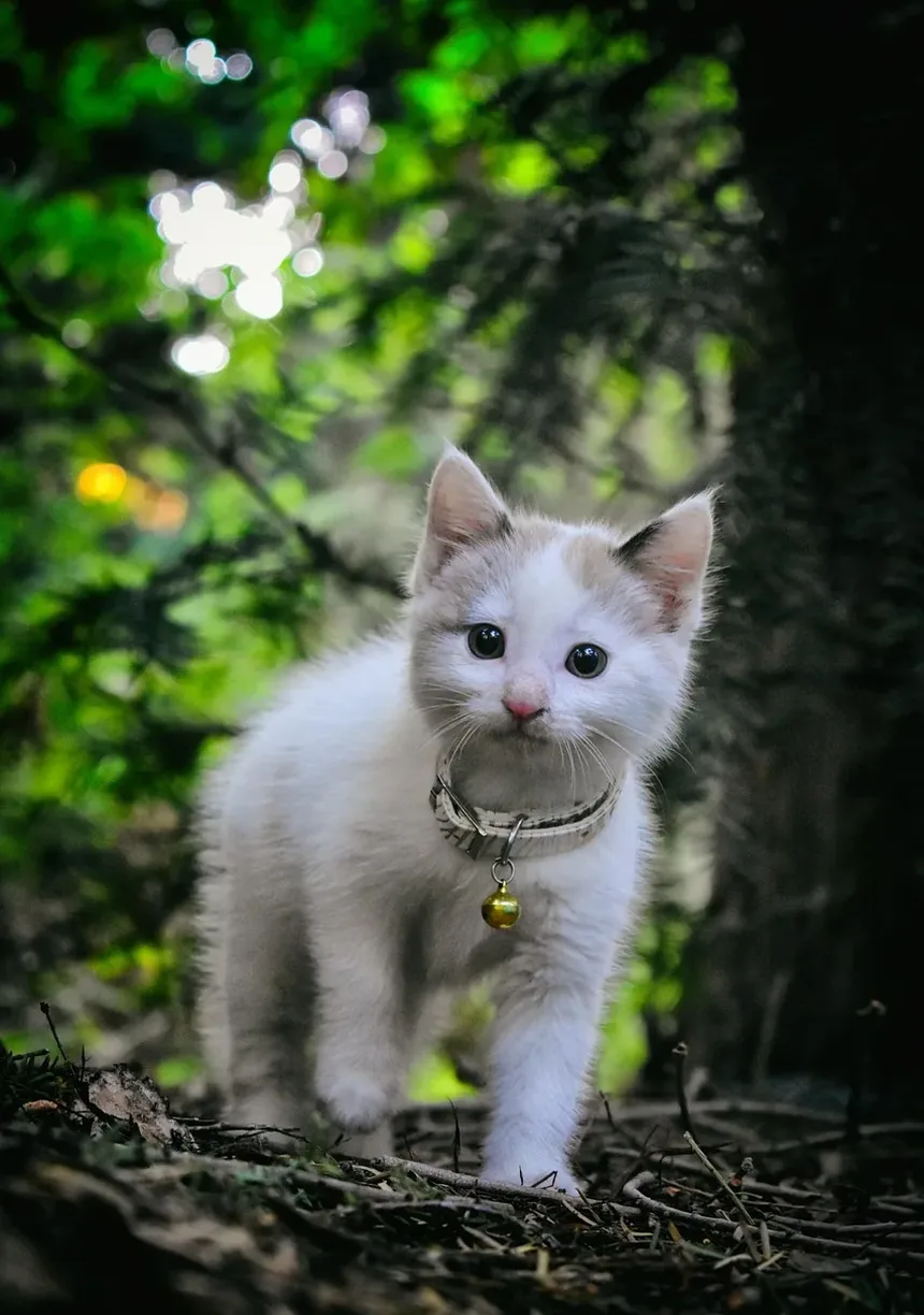 Com que frequência devo dar banho no meu gato no verão?