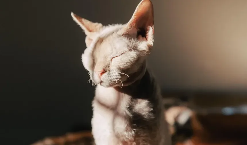 Com que frequência devo dar banho no meu gato no verão?