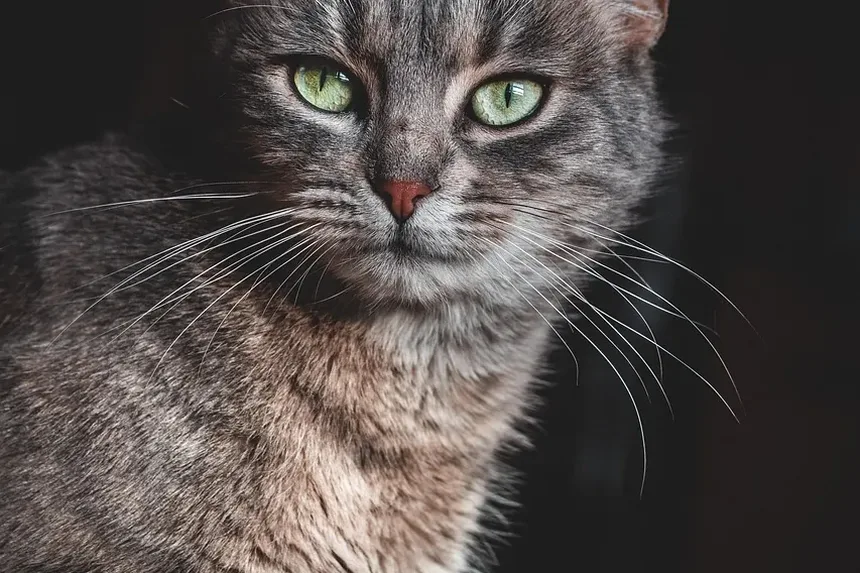 Com que frequência devo dar banho no meu gato no verão?