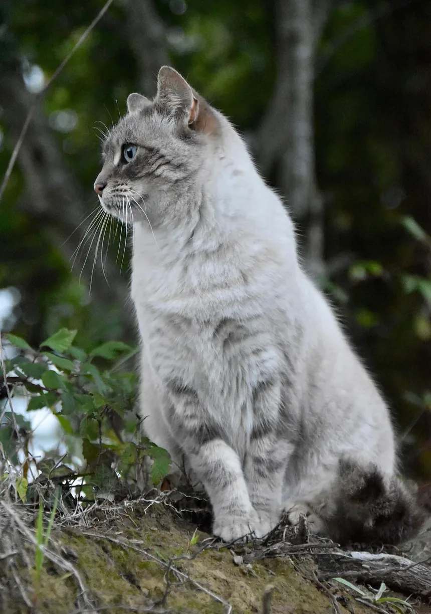Com que frequência devo dar banho no meu gato que sai e fica dentro de casa?