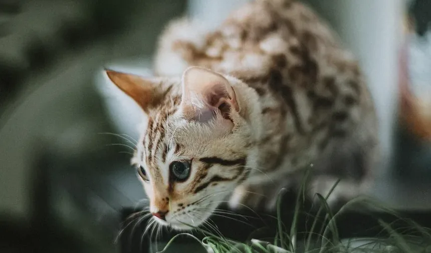 Com que frequência devo dar banho no meu gato que sai e fica dentro de casa?