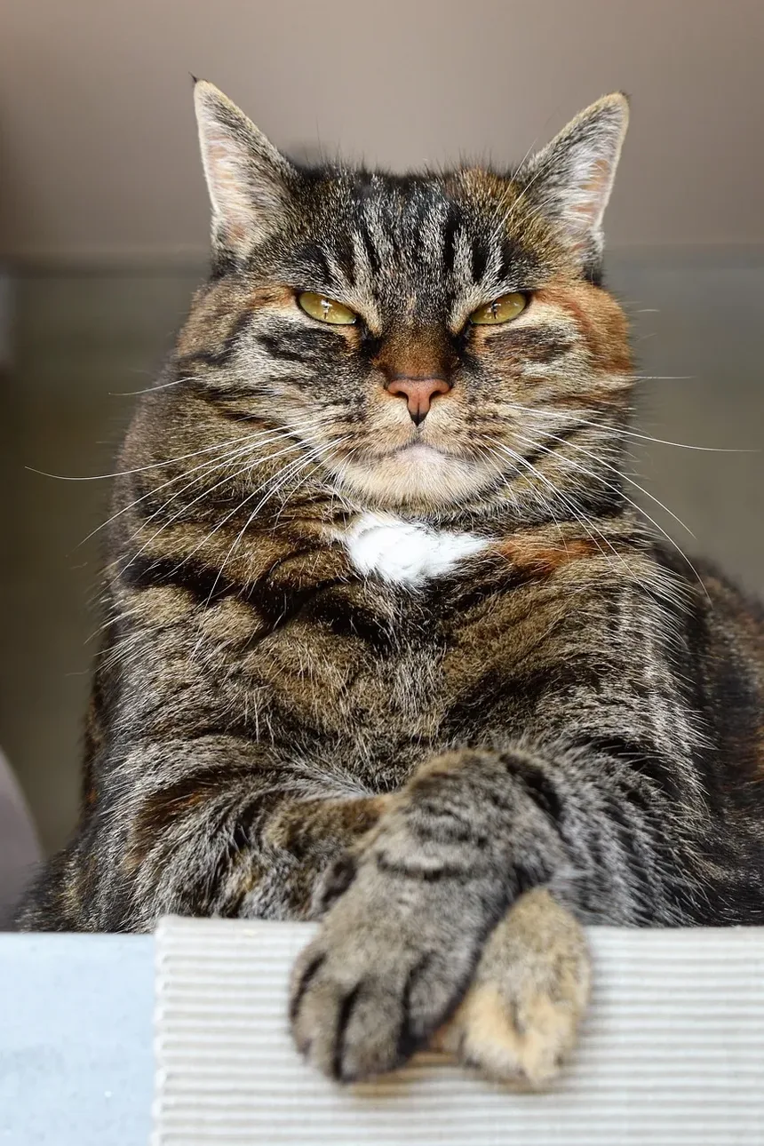 Como Acalmar um Gato Nervoso: Estratégias e Técnicas Eficazes