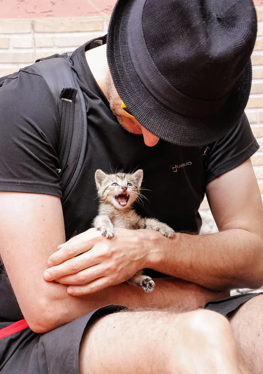 Como Acalmar um Gato Nervoso: Estratégias e Técnicas Eficazes