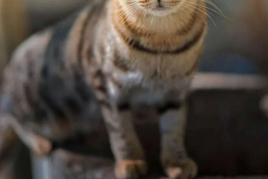 Como Acalmar um Gato Nervoso: Estratégias e Técnicas Eficazes